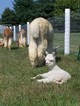 Tail end of Grace with her cria.