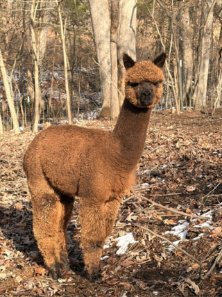 Photo of Plum Creek’s Admiral
