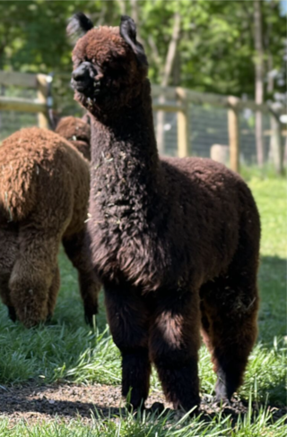 Photo of NPA Hennessy Black