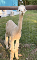 2026 shearing 