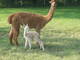 as a cria with his dam