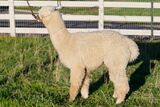 Sterling 2-yrs old