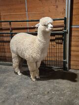 Sterling 2-yrs old