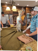 Sterling meets the vets