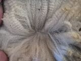 Little Rachel Cria Fleece at 6 mo. 2