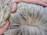 Little Rachel Cria Fleece at 6 mo. 3