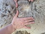 Little Rachel Cria Fleece at 6 mo. 4