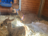 Aces and Mom Celestial Stardust