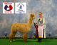 2ND AND Reserve at the Bluebonnet Stakes and 3rd in the Alpaca Spectacular