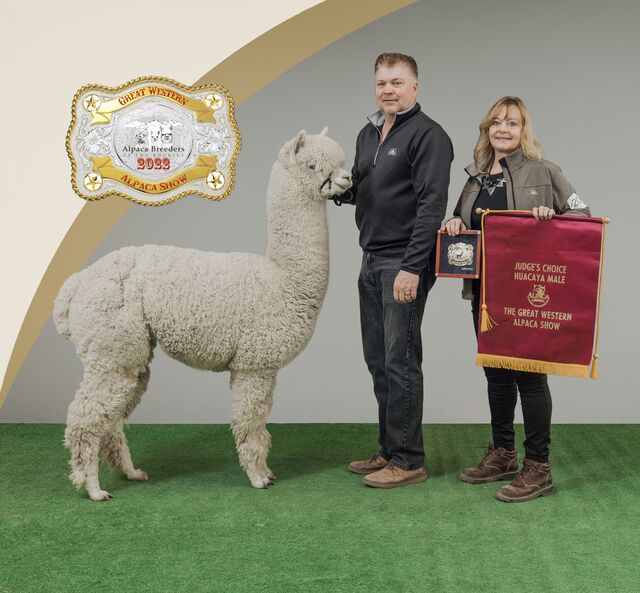 Color Champion and Judges Choice at Great Western Alpaca Show