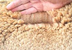 Oriion's beautiful fleece: fine and dense. Look at that crimp!