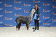 Auralei wins first and grey champion at the Houston Livestock Show and Rodeo