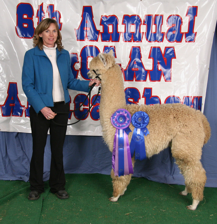 Whisper wins 1st and Color Champion at the TX OLAN Alpaca Spectacular!