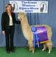 Whisper wins 1st and Color Champion at the Great Western Alpaca Show!