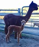 Leilani and her 2016 cria out of Snowmass Elite Legend
