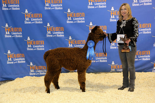 TP Jubilee's Aimee, 1st and Color Champion, Houston Livestock Show and Rodeo