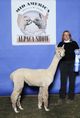 Eve wins 1st Place at Mid America Alpaca Show