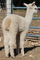 Reveille's first cria out of Snowmass Touche'--TP Touche's Rebel