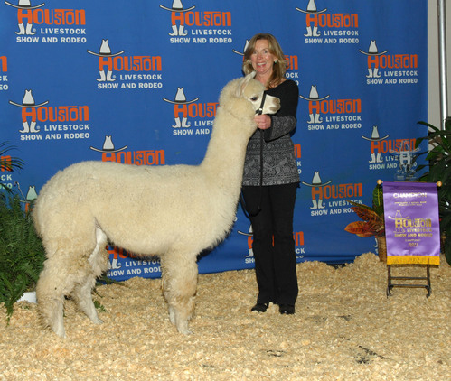 TP Poseidon's Zsa Zsa wins 1st and Color Championship at The Houston Livestock Show and Rodeo, 2011