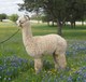 TP Poseidon's Motivator win's 1st and Color Champion at TXOLAN in halter and 1st and Reserve Color Champion in Fleece!