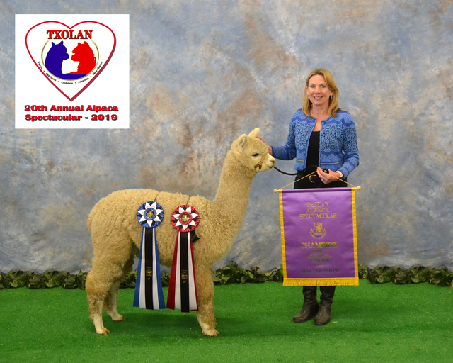 TXOLAN 1st and Color Champion, 2nd place walking fleece