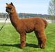 Black Hill's IMAX, suggested herd sire