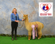 Walking Fleece, 2nd and Reserve Color Champion