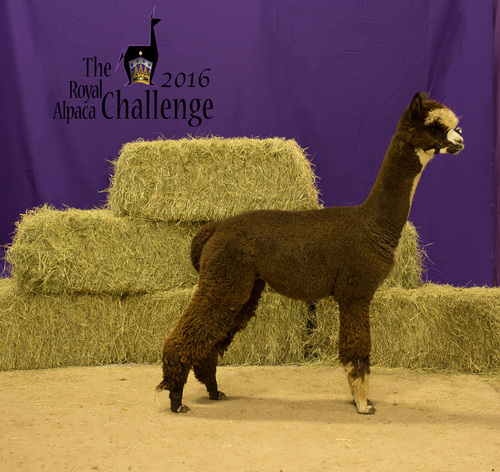 1st Place 2016 Royal Alpaca Challenge