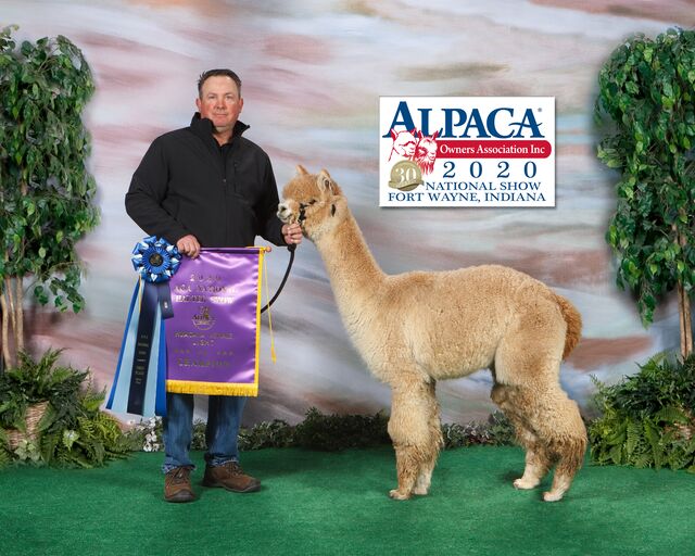 2020 AOA 1st place and National Light Fawn Female Champion