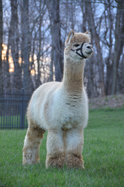 Photo of 2AF Peruvian Zeus