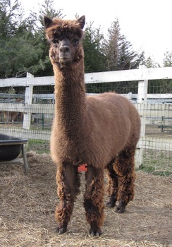 Photo of Rosehaven's Peruvian Silver Crown