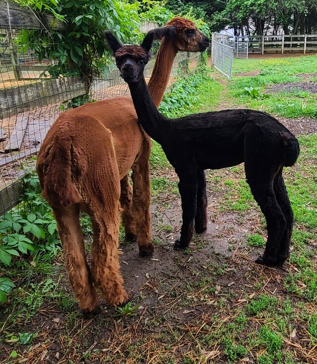 Zeus - Alpaca, Huacaya, Male - Windy Farm Alpacas, Chesterfield, NJ