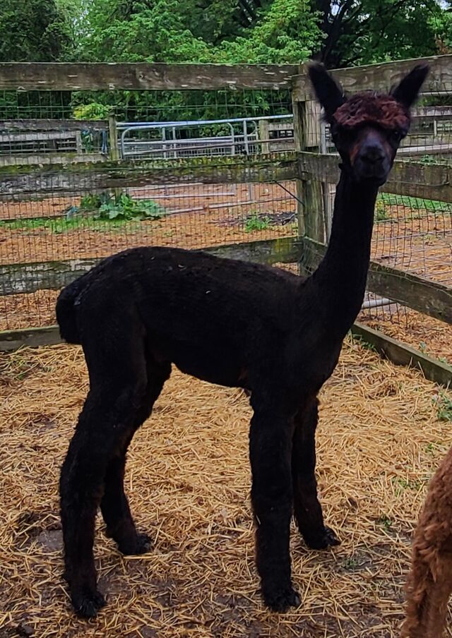 Zeus - Alpaca, Huacaya, Male - Windy Farm Alpacas, Chesterfield, NJ