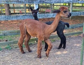 Zeus - Alpaca, Huacaya, Male - Windy Farm Alpacas, Chesterfield, NJ