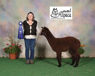 Zeus - Alpaca, Huacaya, Male - Windy Farm Alpacas, Chesterfield, NJ