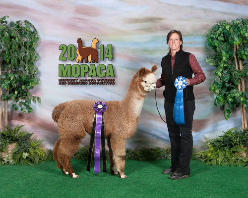 Color Champion at first show - 2014 MOPACA