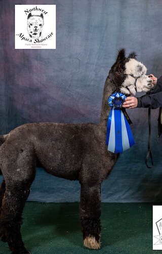 Photo of ASPEN ALPACAS EARL GREY