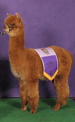 Alpacas For Sale: Wee Lassie of TCAF: Bred (Female): New York