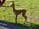 Easy's first cria - one day old