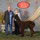 Shadow's 1st cria - FOREST