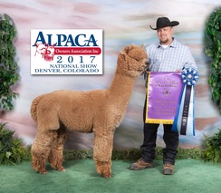 Mucho Macho - 2017 AOA Champion Mucho Macho - 2017 AOA Champion