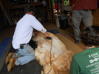 Photo of OA2 Alpaca Shearing