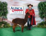 2022 AOA National Alpaca Show 