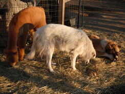 Time for a treat!  Alpacas and dogs getting along fine.