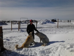 Our dogs, the first winter here.