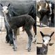 Berry's 2014 cria, Stormtracker, as a few days old