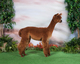 2015 American Alpaca Showcase - would not stand up for the photographer!