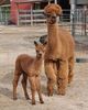With 2nd cria, Dylan by Beethoven's Dorian
