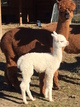 with 3rd cria, by Andromeda's Galaxy