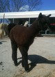 4 mo old male cria by Jetson